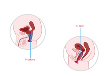 Cargar imagen en el visor de la galería, Plug Anal Vibrador Térmico Primo Svakom
